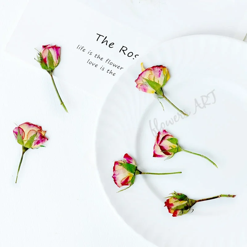 Pressed Flower Frame - Pressed Rose Bud Flower Petals Dry