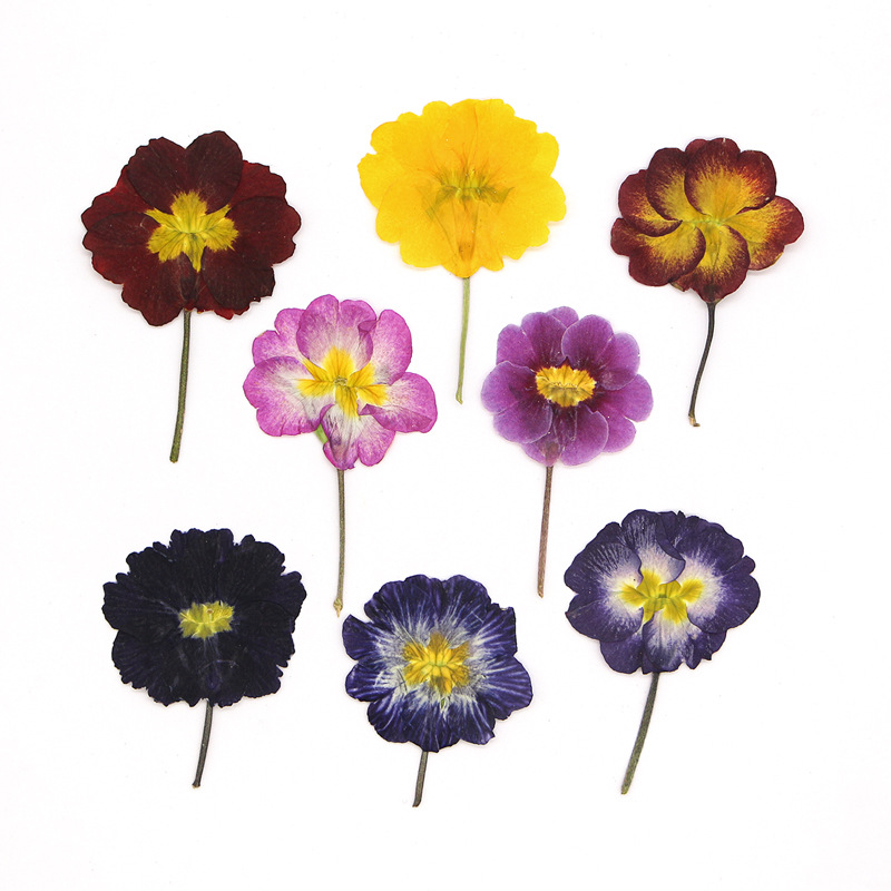 Pressed Flower Frame - 48Pcs European Primrose Teaching Dried Flowers