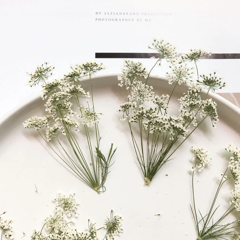Pressed Flower Frame - 5-7cm/12pcs,Snow Tiny Flowers with Branch,dried Flowers