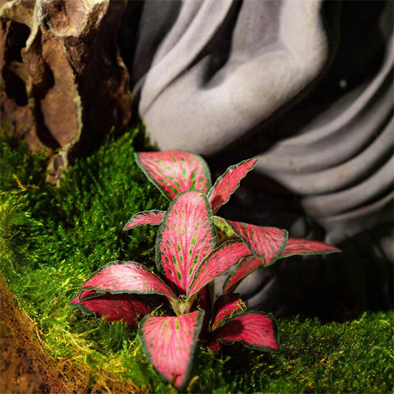 Micro Landscape Moss Glass Bot - Terrarium Glass Bottle recension och pris