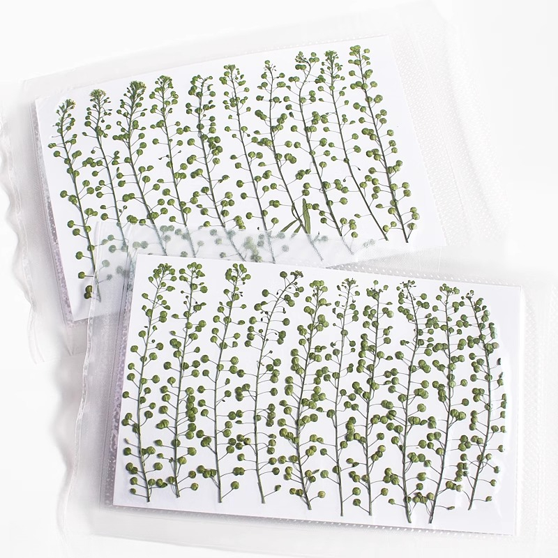 Natural Color Green Bell Grass - Pressed Flower Frame recension och pris