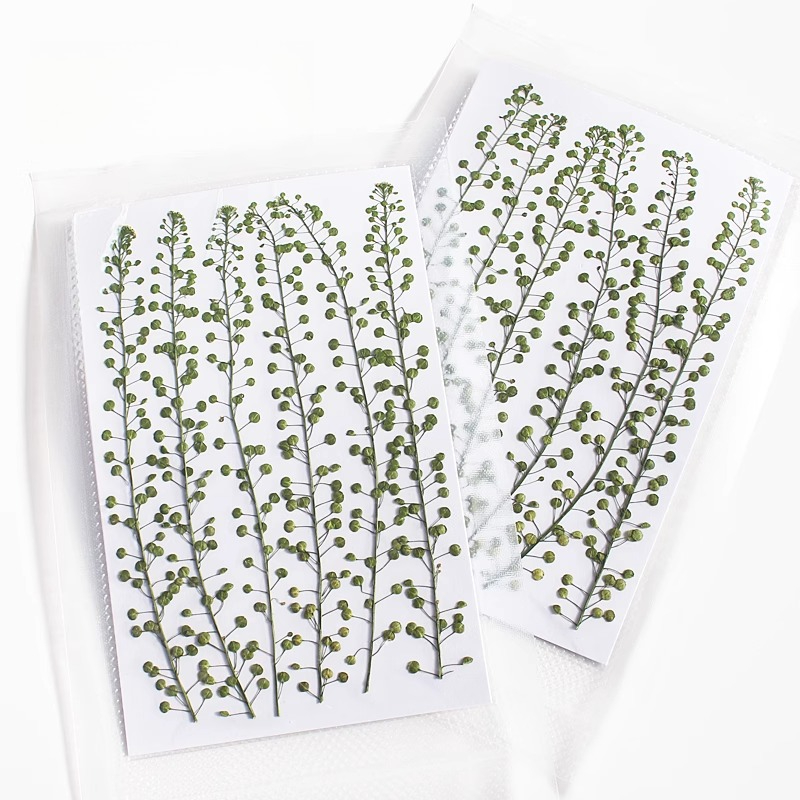 Natural Color Green Bell Grass - Pressed Flower Frame recension och pris