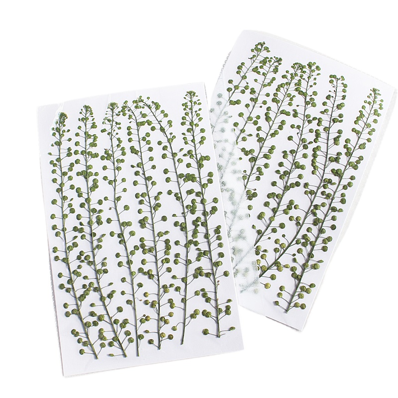 Natural Color Green Bell Grass - Pressed Flower Frame recension och pris