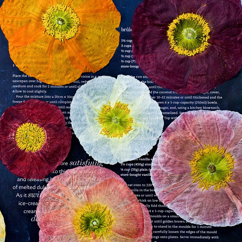 1pcs,Nature Field Poppy Presse - Pressed Flower Frame recension och pris
