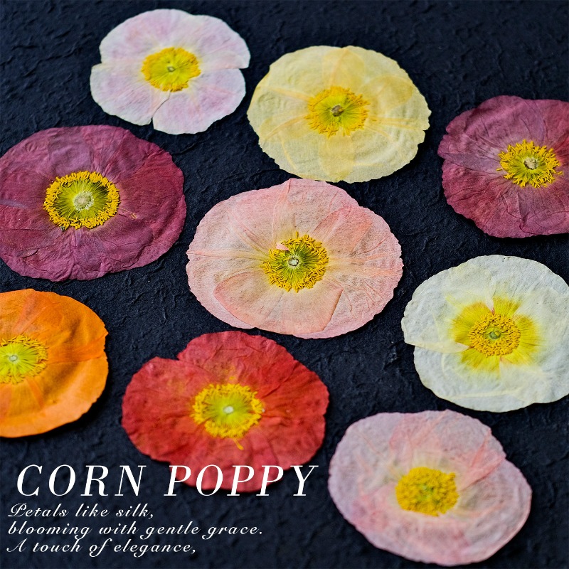 1pcs,Nature Field Poppy Presse - Pressed Flower Frame recension och pris