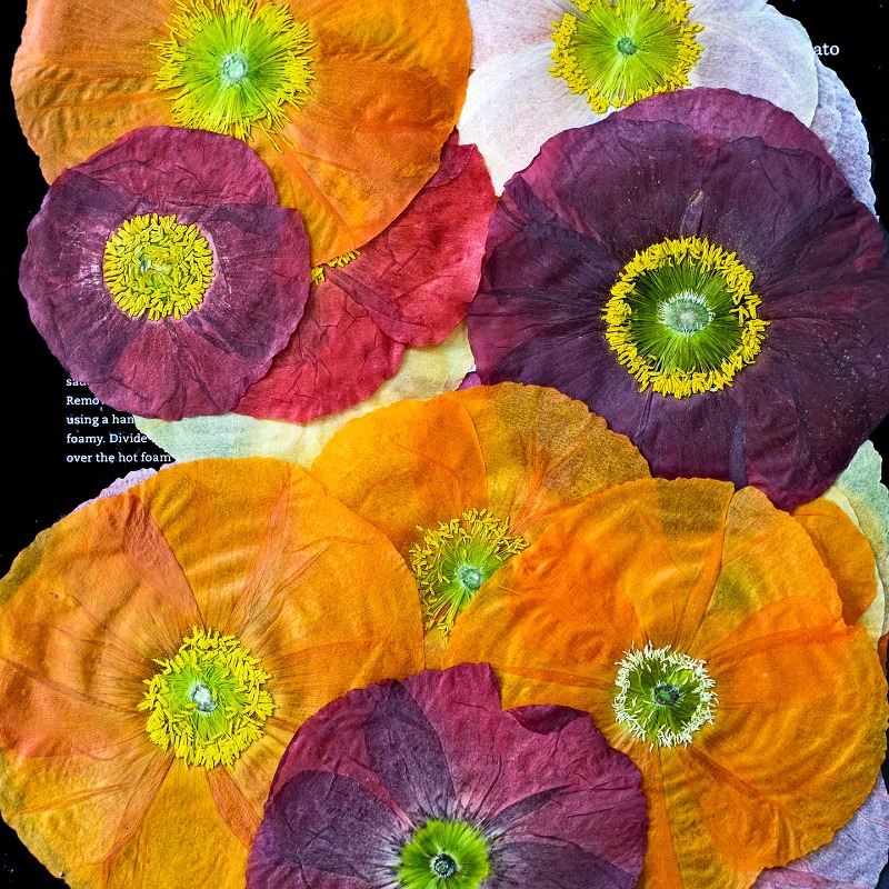 1pcs,Nature Field Poppy Presse - Pressed Flower Frame recension och pris