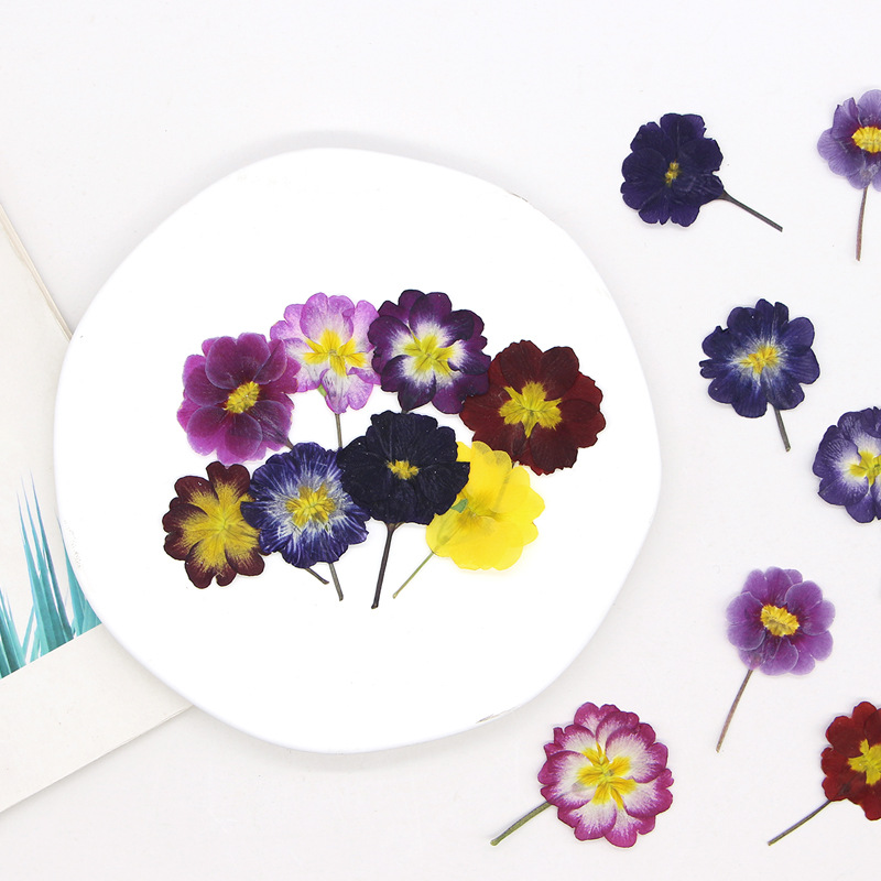48Pcs European Primrose Teachi - Pressed Flower Frame recension och pris
