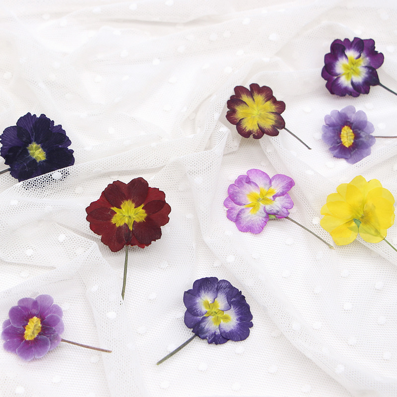 48Pcs European Primrose Teachi - Pressed Flower Frame recension och pris