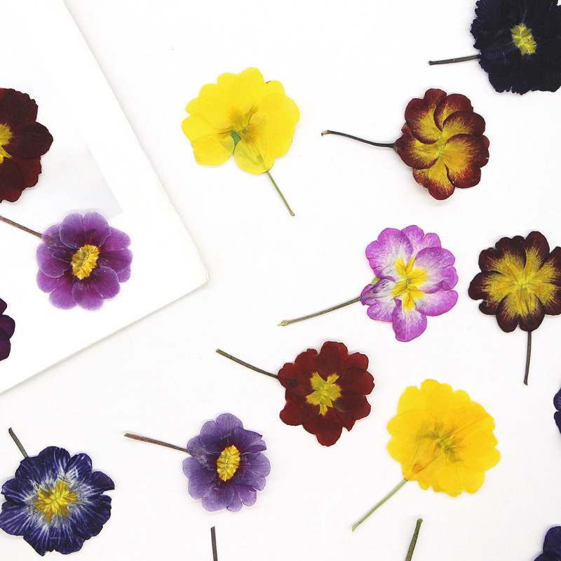 48Pcs European Primrose Teachi - Pressed Flower Frame recension och pris
