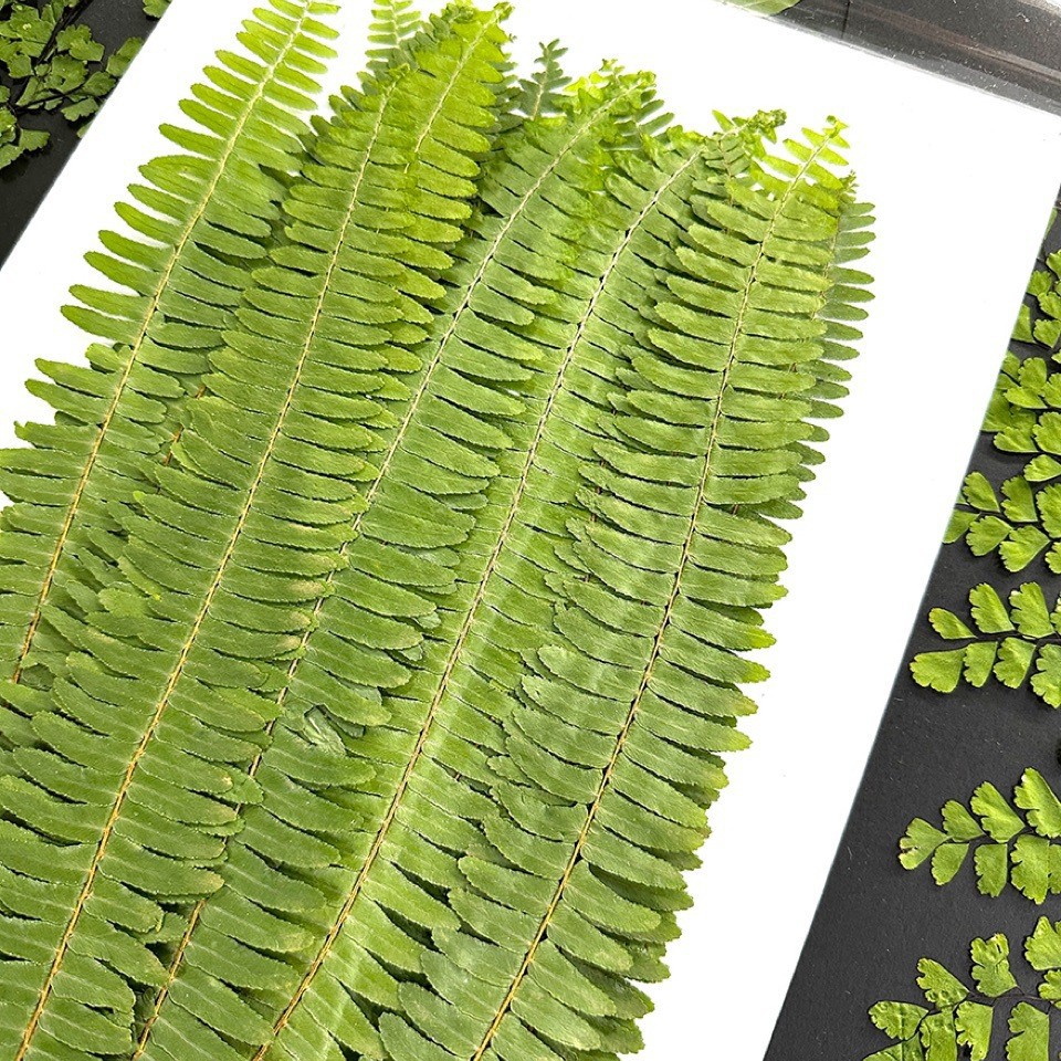 5Pcs Natural Green Large Fern  - Pressed Flower Frame recension och pris