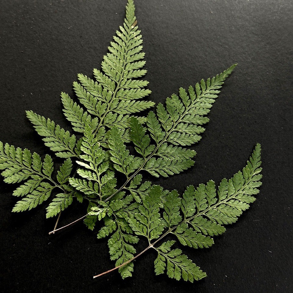 5Pcs Natural Green Large Fern  - Pressed Flower Frame recension och pris