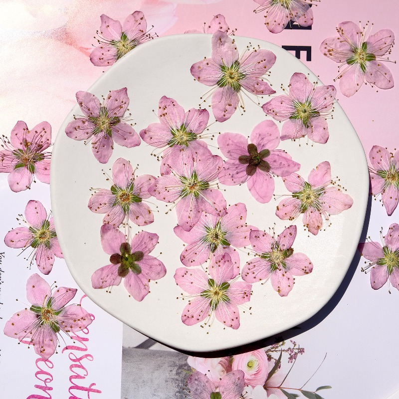 3-4cm./6pcs,Pink Peach Blossom - Pressed Flower Frame recension och pris
