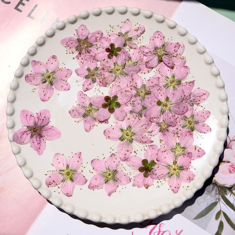3-4cm./6pcs,Pink Peach Blossom - Pressed Flower Frame recension och pris