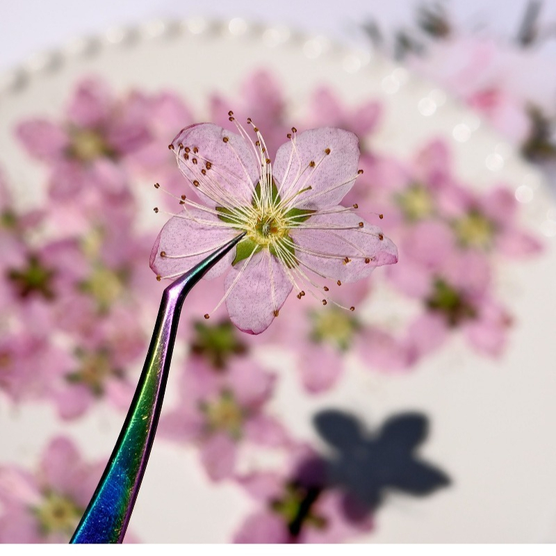3-4cm./6pcs,Pink Peach Blossom - Pressed Flower Frame recension och pris