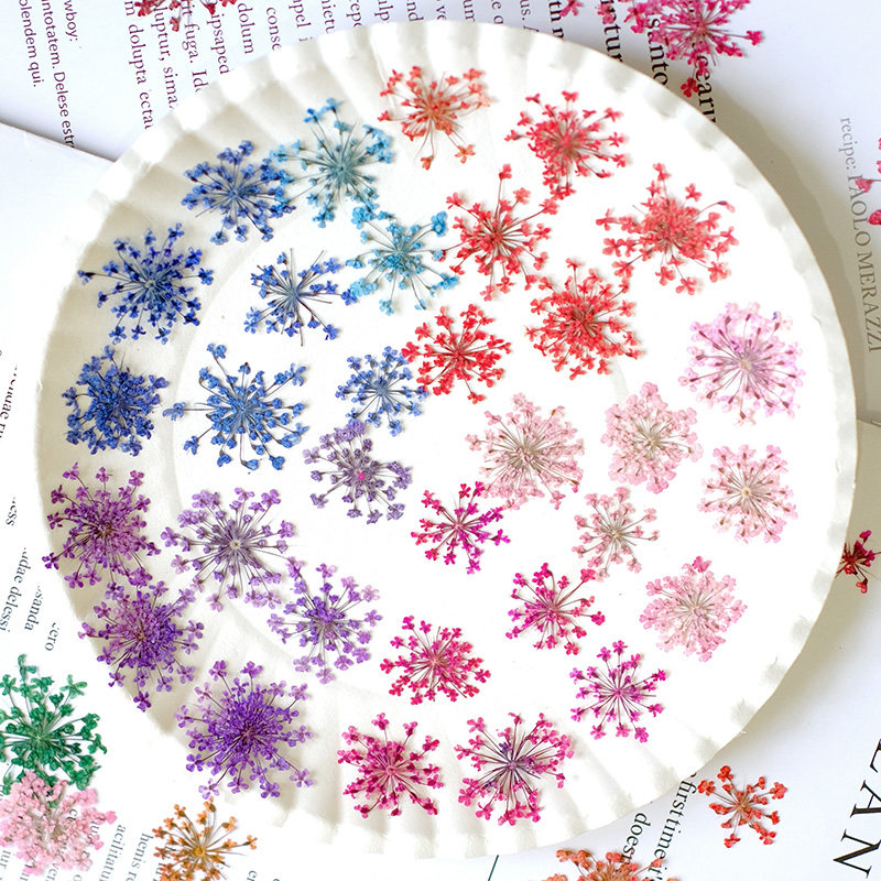 24pcs, 2-2.5cm, Nature Dyed Mi - Pressed Flower Frame recension och pris