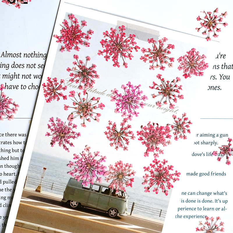 24pcs, 2-2.5cm, Nature Dyed Mi - Pressed Flower Frame recension och pris