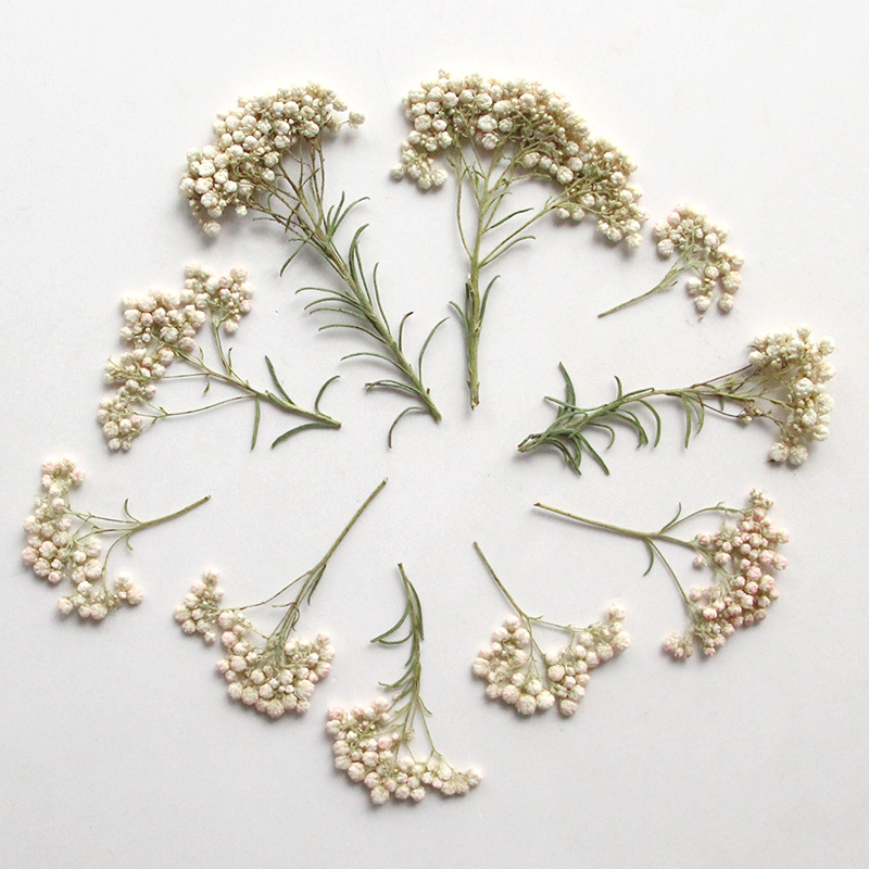 12pcs, Nature Millet Flower Br - Pressed Flower Frame recension och pris