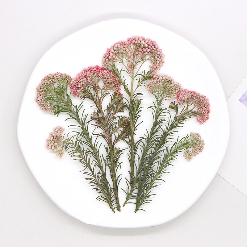 12pcs, Nature Millet Flower Br - Pressed Flower Frame recension och pris