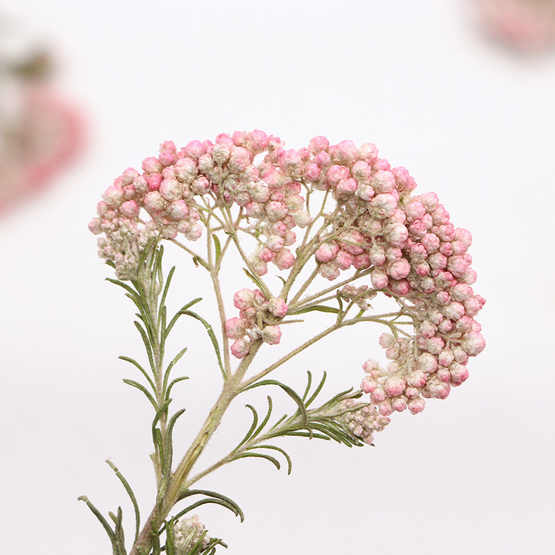 12pcs, Nature Millet Flower Br - Pressed Flower Frame recension och pris