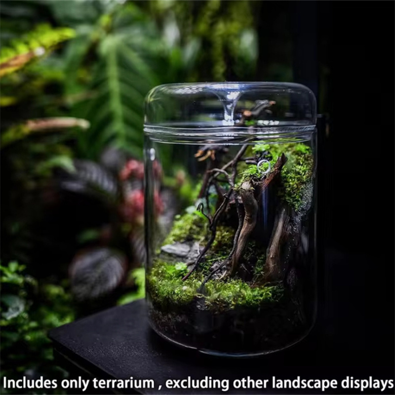 Glass Bottles Creativity Dew C - Terrarium Glass Bottle recension och pris