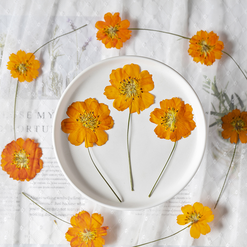 8-10cm/24pcs,Nature Pressed Co - Pressed Flower Frame recension och pris