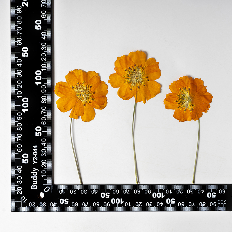 8-10cm/24pcs,Nature Pressed Co - Pressed Flower Frame recension och pris
