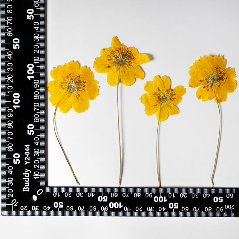 8-10cm/24pcs,Nature Pressed Co - Pressed Flower Frame recension och pris