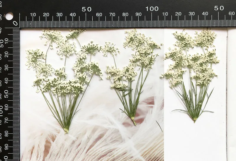5-7cm/12pcs,Snow Tiny Flowers  - Pressed Flower Frame recension och pris