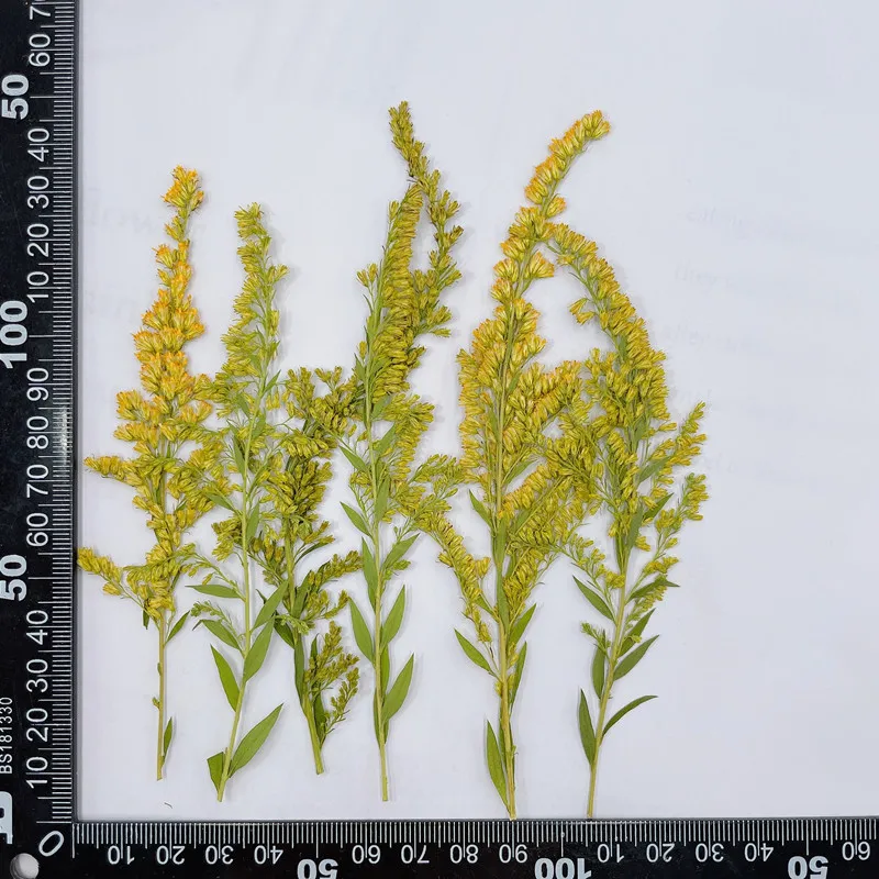 6-10cm/24pcs,natural pressed f - Pressed Flower Frame recension och pris