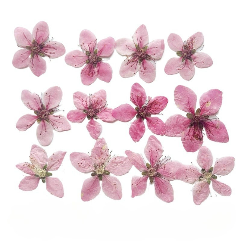 12pcs,Nature Peach Blossom Pre - Pressed Flower Frame recension och pris