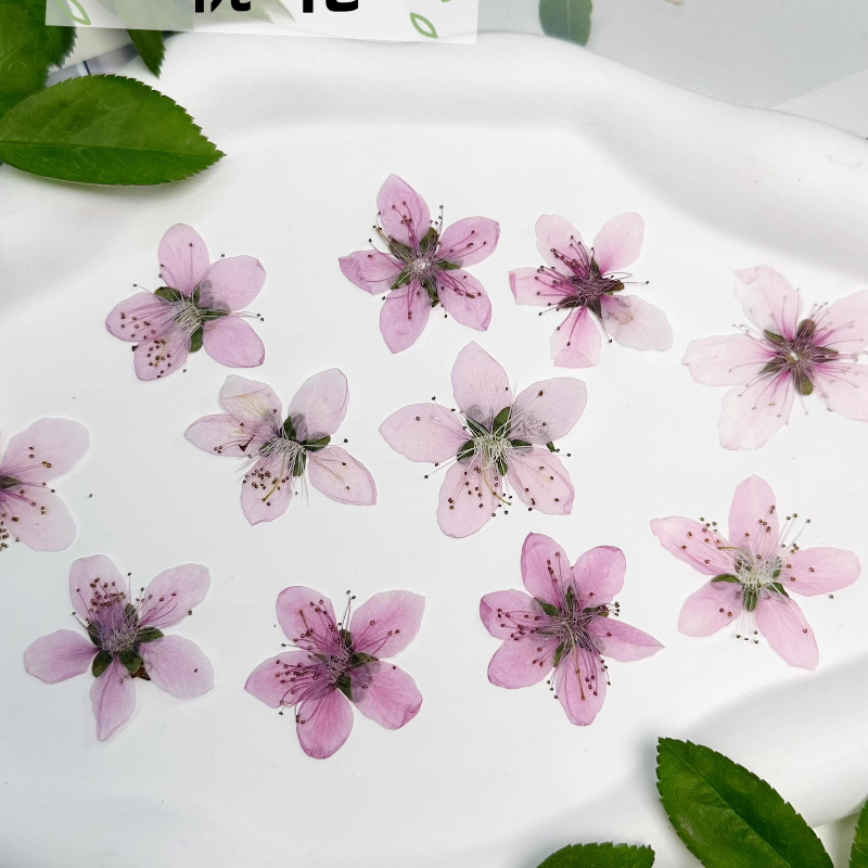 12pcs,Nature Peach Blossom Pre - Pressed Flower Frame recension och pris