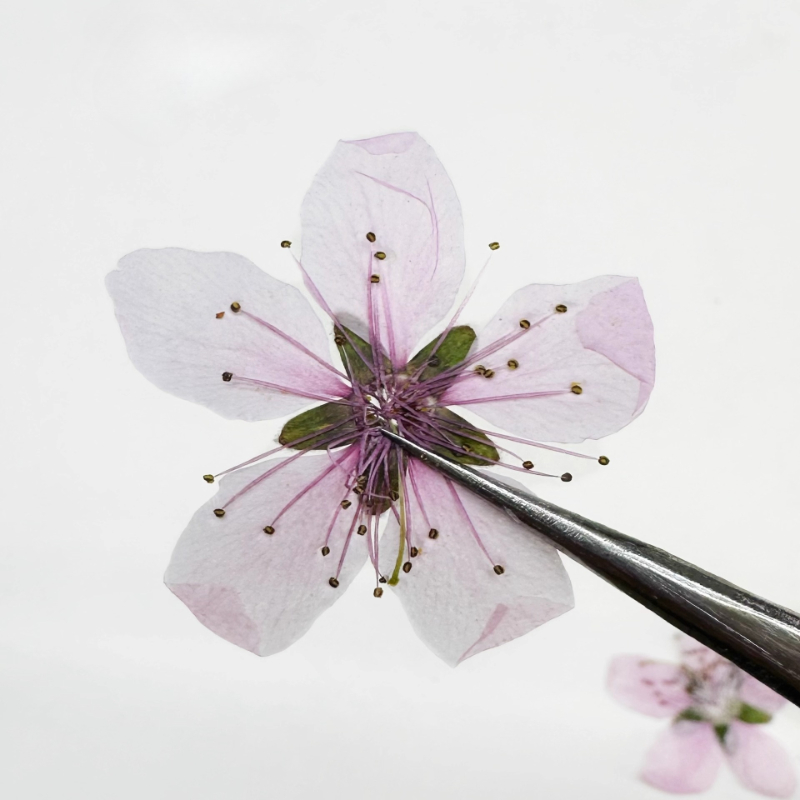 12pcs,Nature Peach Blossom Pre - Pressed Flower Frame recension och pris