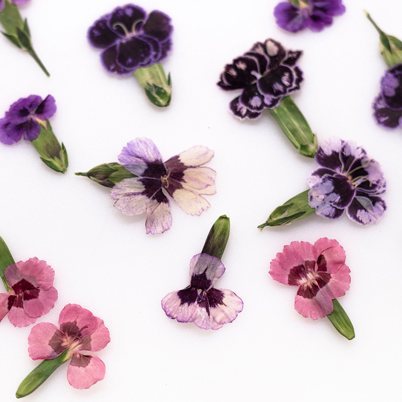 24pcs,Pressed Dried Dianthus F - Pressed Flower Frame recension och pris