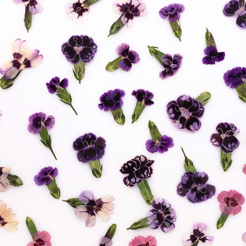 24pcs,Pressed Dried Dianthus F - Pressed Flower Frame recension och pris
