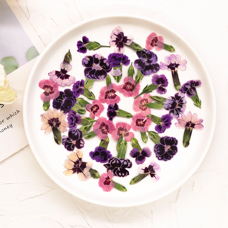 24pcs,Pressed Dried Dianthus F - Pressed Flower Frame recension och pris