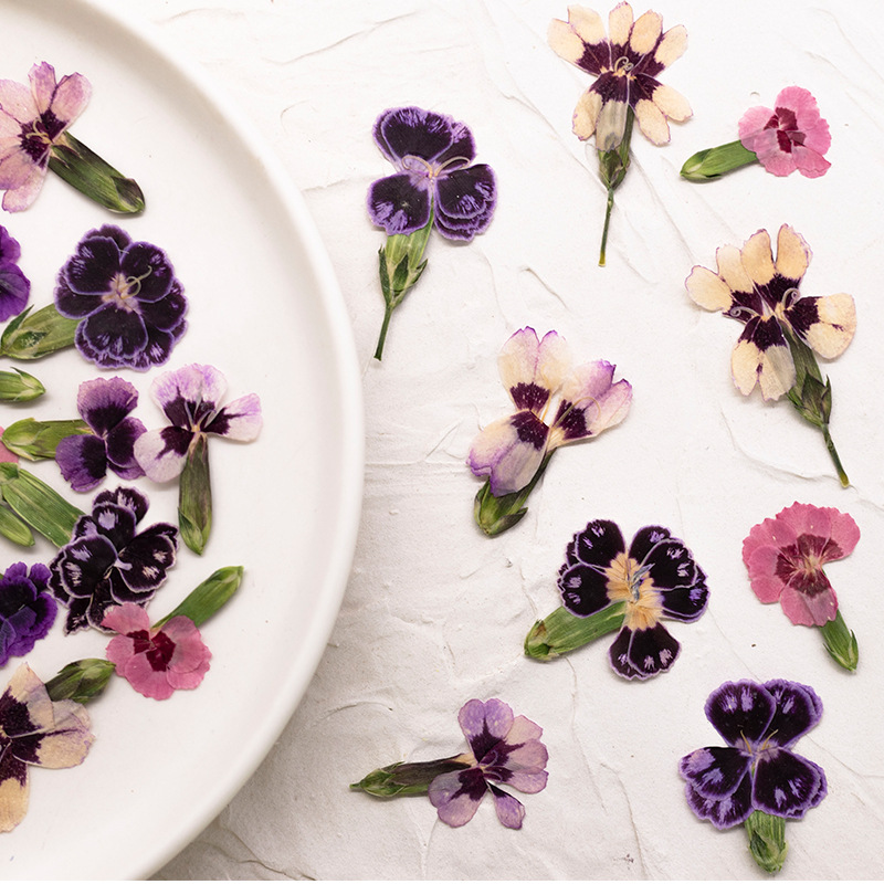 24pcs,Pressed Dried Dianthus F - Pressed Flower Frame recension och pris