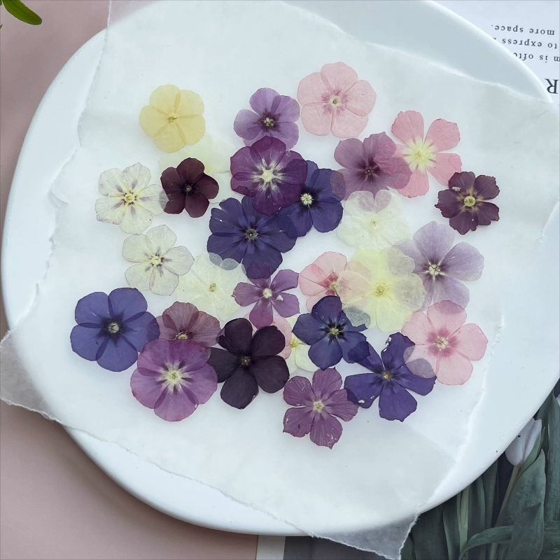12pcs,Semi-Transparent Niche P - Pressed Flower Frame recension och pris