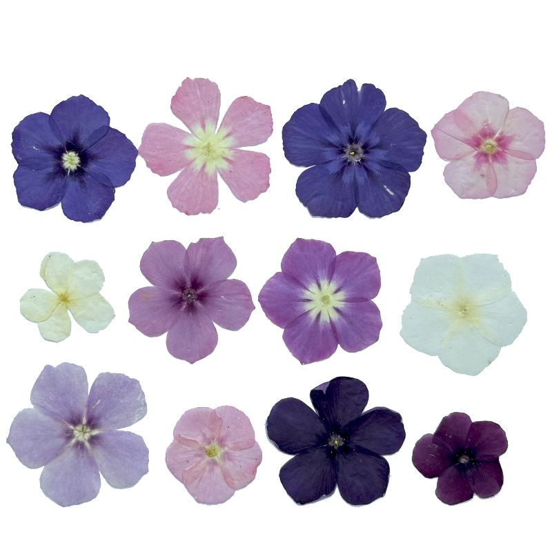 12pcs,Semi-Transparent Niche P - Pressed Flower Frame recension och pris