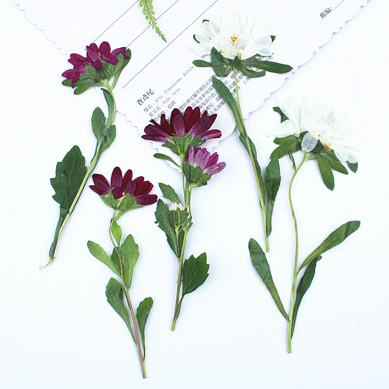 24pcs,Mini Chrysanthemum Press - Pressed Flower Frame recension och pris