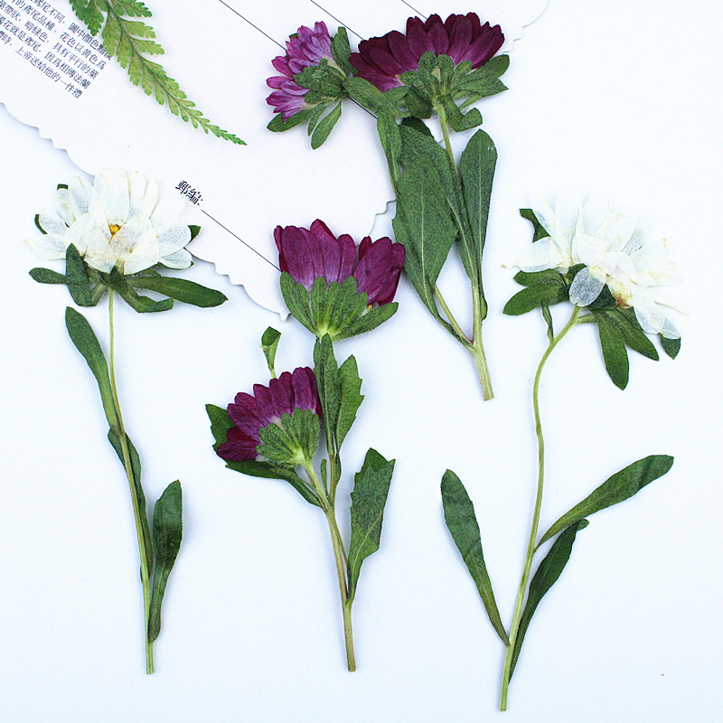 24pcs,Mini Chrysanthemum Press - Pressed Flower Frame recension och pris