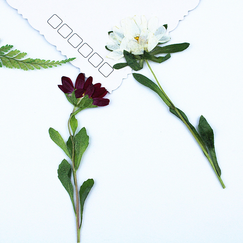 24pcs,Mini Chrysanthemum Press - Pressed Flower Frame recension och pris
