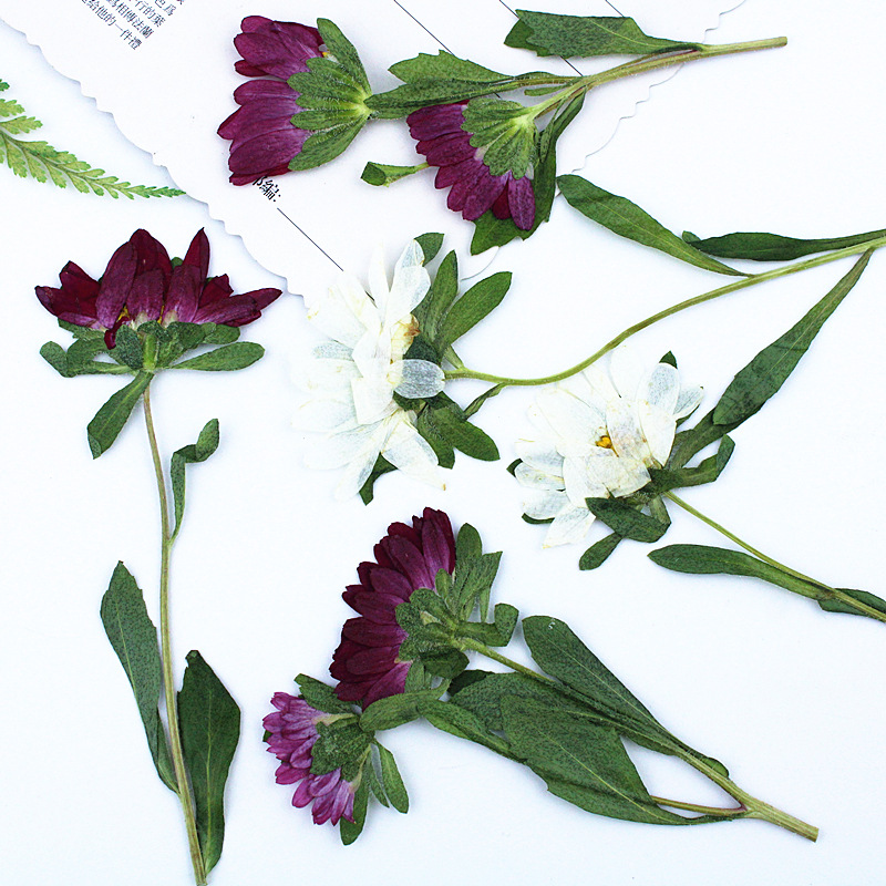 24pcs,Mini Chrysanthemum Press - Pressed Flower Frame recension och pris