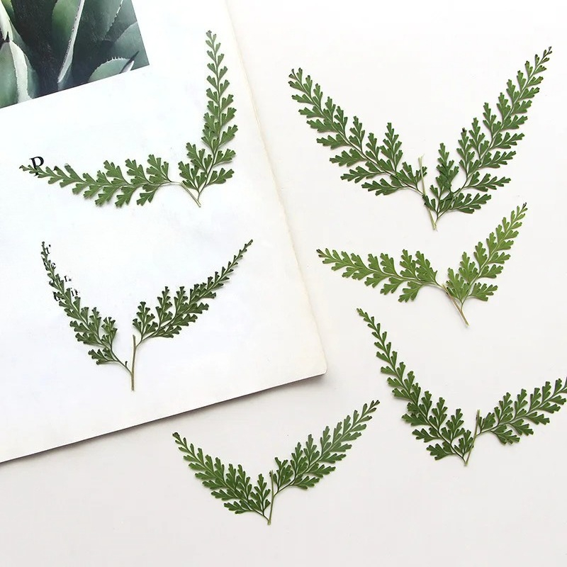Nature Pressed Fern Branches,d - Pressed Flower Frame recension och pris