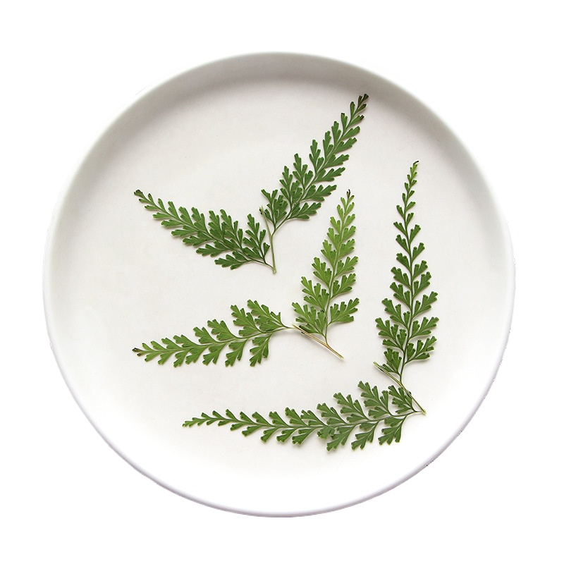 Nature Pressed Fern Branches,d - Pressed Flower Frame recension och pris