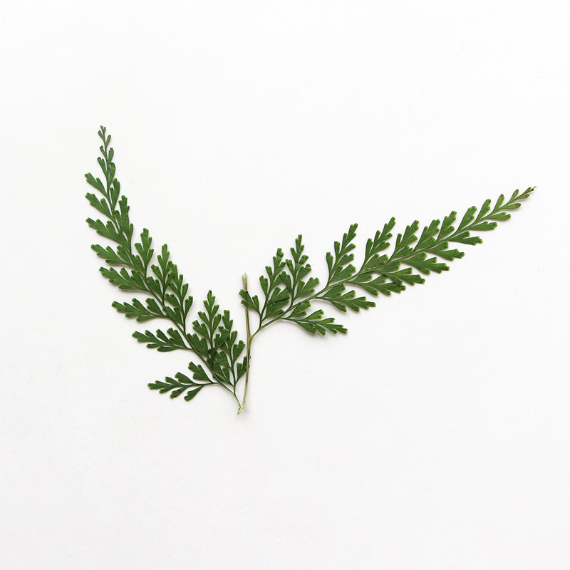Nature Pressed Fern Branches,d - Pressed Flower Frame recension och pris