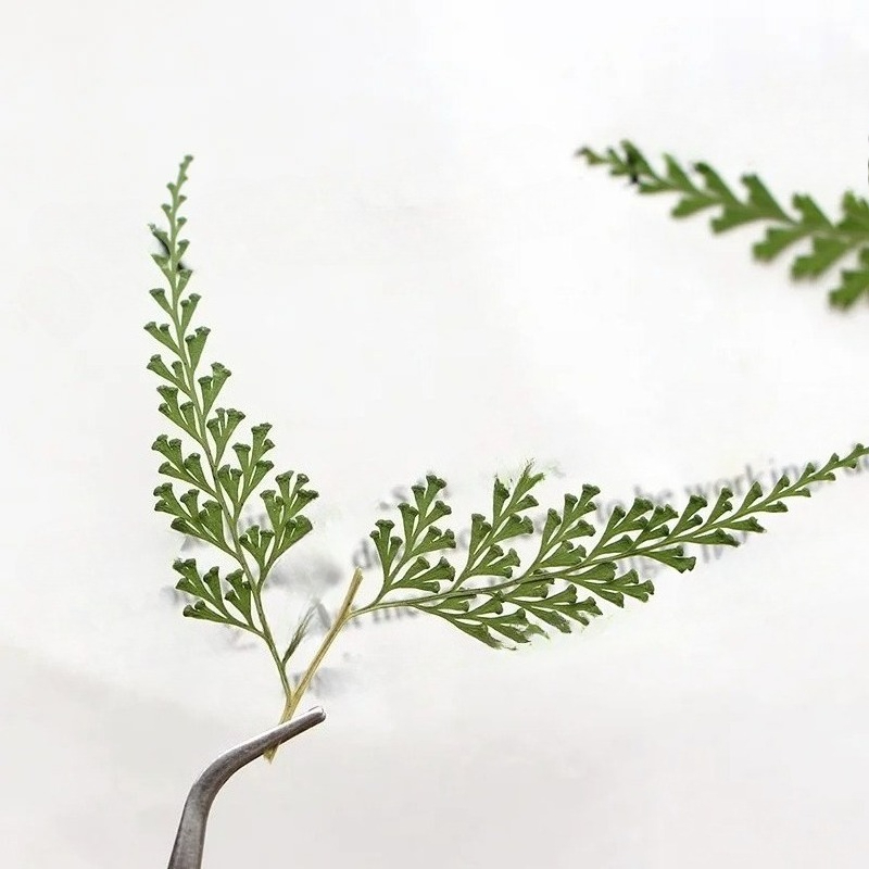 Nature Pressed Fern Branches,d - Pressed Flower Frame recension och pris